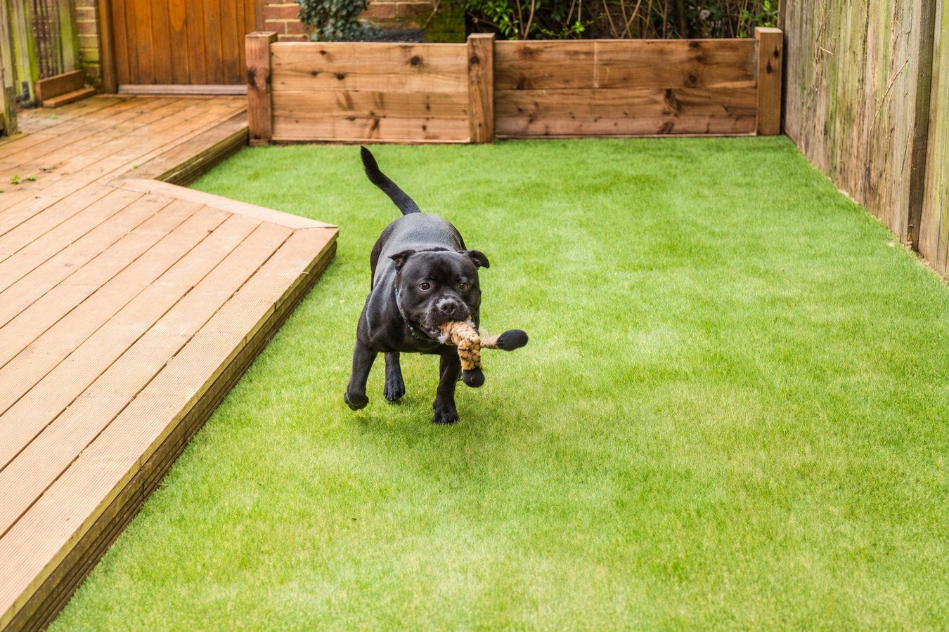 Pet-friendly turf in Imperial, CA